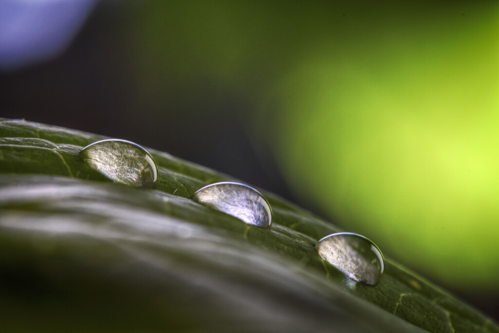Hydrangea Leaf by kvphoto