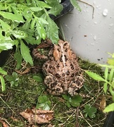 10th Jul 2021 - A toad’s life