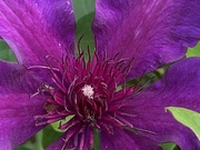 10th Jul 2021 - Clematis Flower 