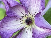 7th Jul 2021 - Clematis Flower 