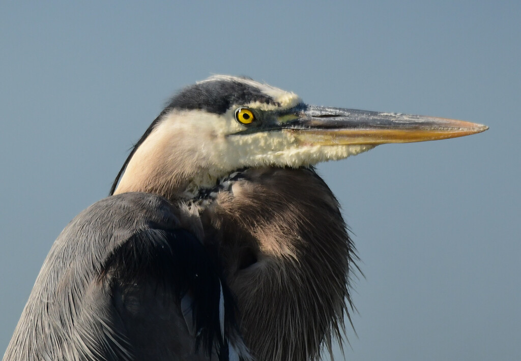 The Glint in the Eye of the Great Blue Heron by kareenking