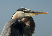 8th Jul 2021 - The Glint in the Eye of the Great Blue Heron