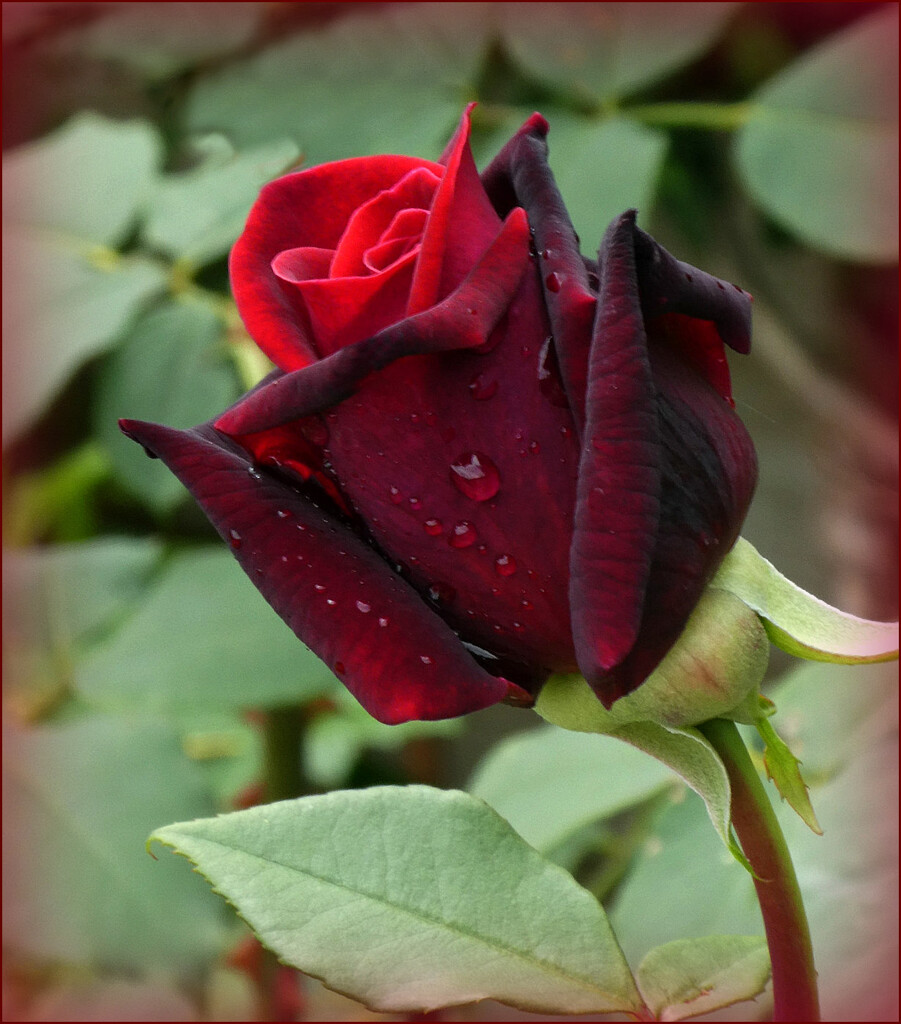A Rose In The Rain . by wendyfrost
