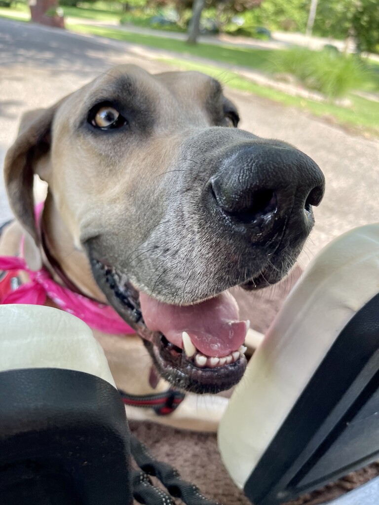 Doggie golf cart ride by samae