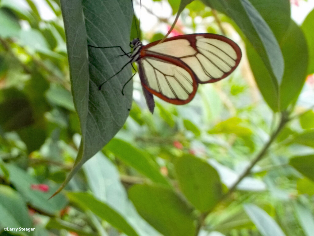 Glass wing butterfly by larrysphotos