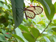 10th Jul 2021 - Glass wing butterfly