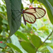 Glass wing butterfly by larrysphotos