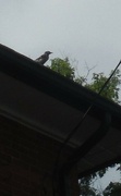 10th Jul 2021 - Bird #2: Blue Jay on a Roof
