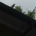 Bird #2: Blue Jay on a Roof by spanishliz