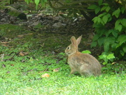10th Jul 2021 - Rabbit in Neighbor's Yard
