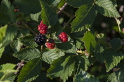 30th Jun 2021 - Wild Blackberries