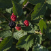 Wild Blackberries by timerskine