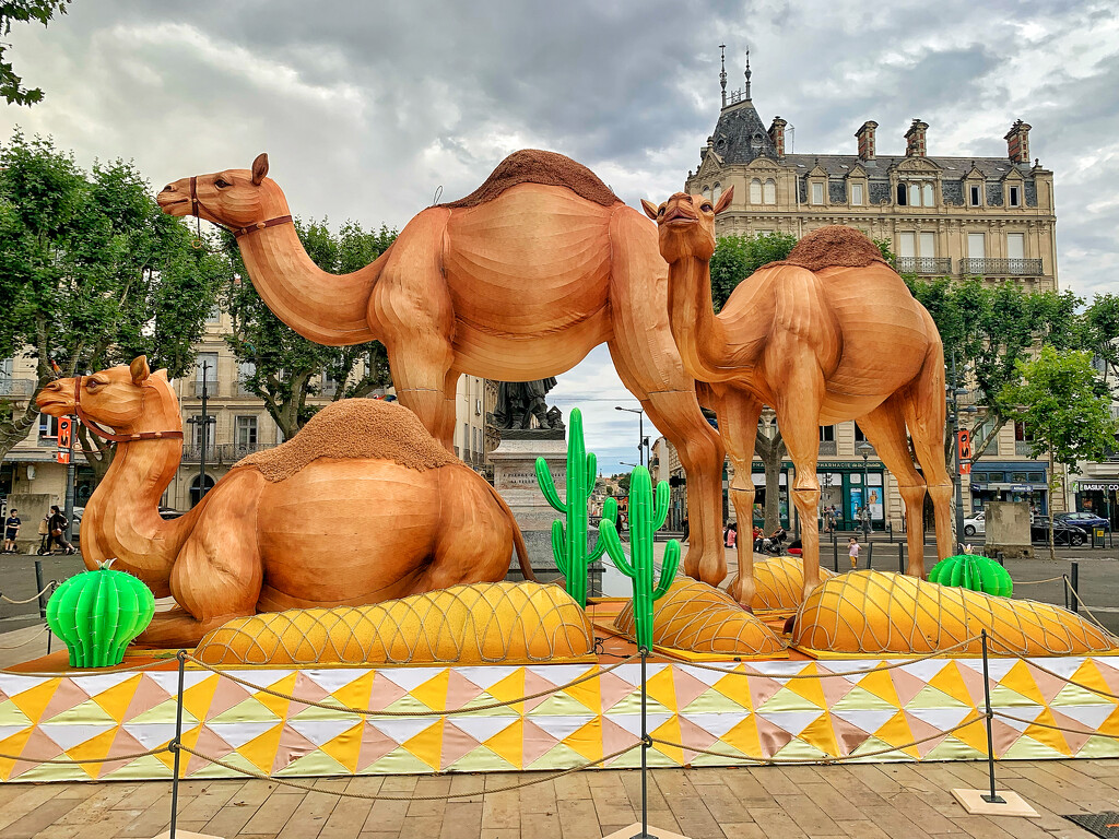 Camels in Beziers.  by cocobella