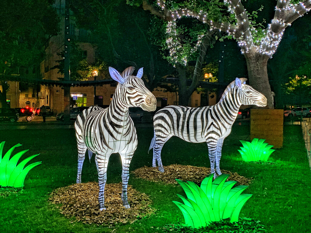 Zebras.  by cocobella
