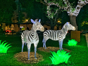 12th Jul 2021 - Zebras. 