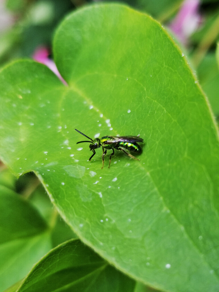 Green Sweat Bee by ljmanning