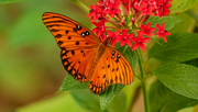 10th Jul 2021 - Gulf Fritillary Butterfly!