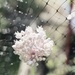 Flowering leek by cristinaledesma33