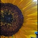 Sunflower by madamelucy