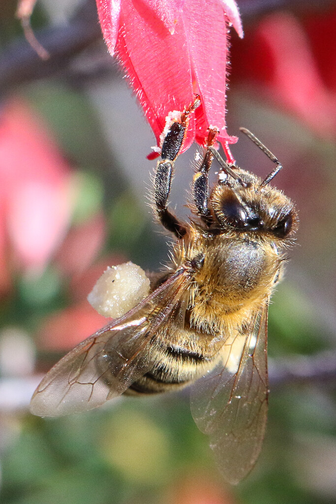 Bee-eautiful by flyrobin