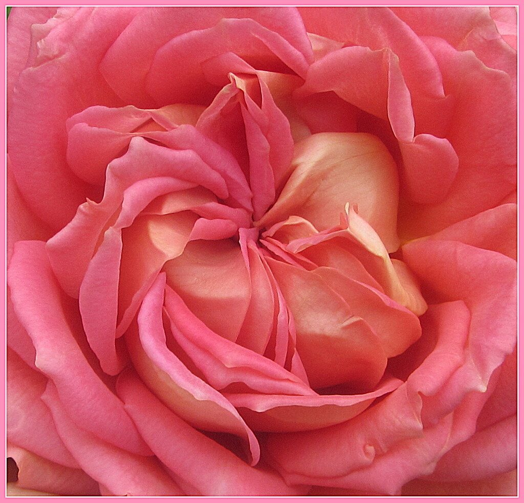 A Rose heart centre. by grace55