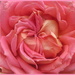 A Rose heart centre. by grace55