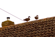 10th Jul 2021 - Ducks On A Roof
