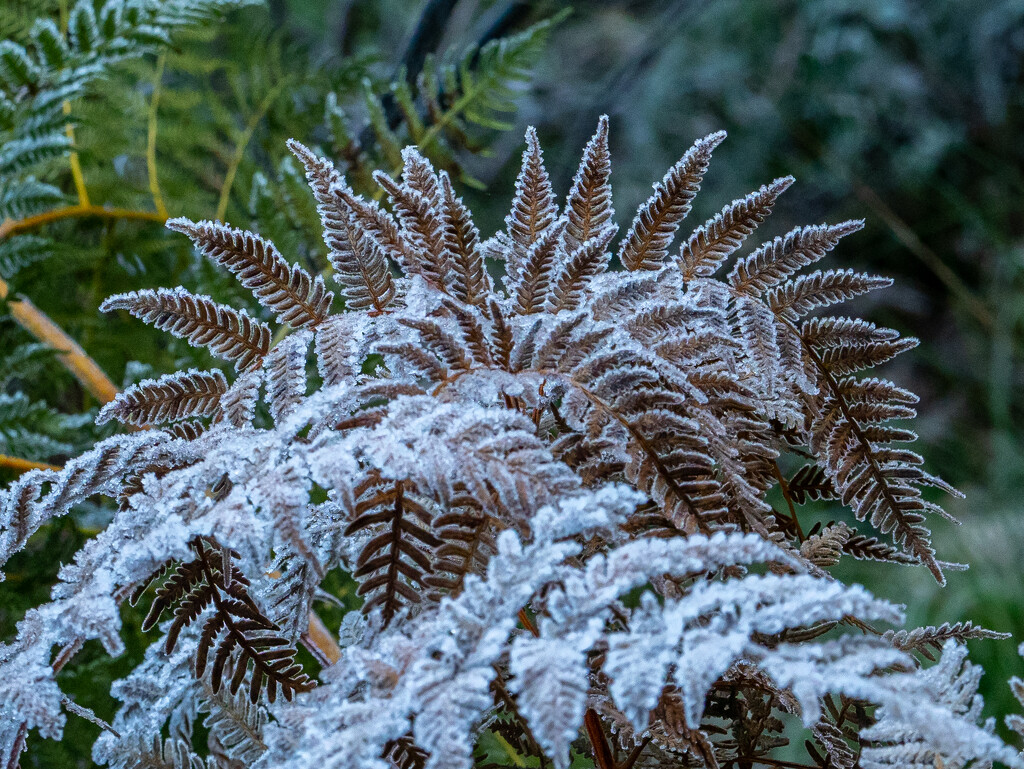 Frosty ferns by gosia