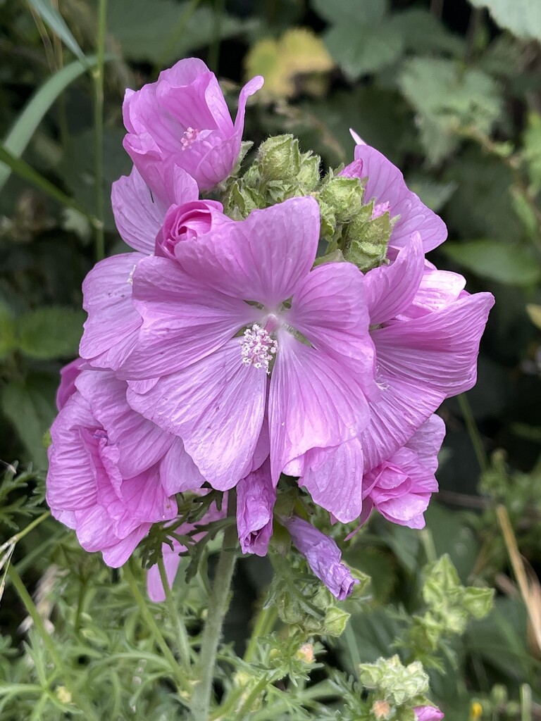 Musk Mallow by tinley23