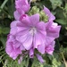 Musk Mallow by tinley23