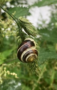 10th Jul 2021 - Perfect snail weather