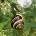 Perfect snail weather by pattyblue