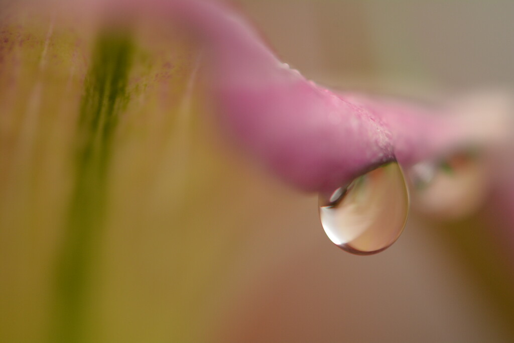 Calla lily droplet............. by ziggy77