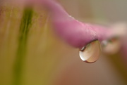 11th Jul 2021 - Calla lily droplet.............