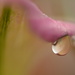 Calla lily droplet............. by ziggy77
