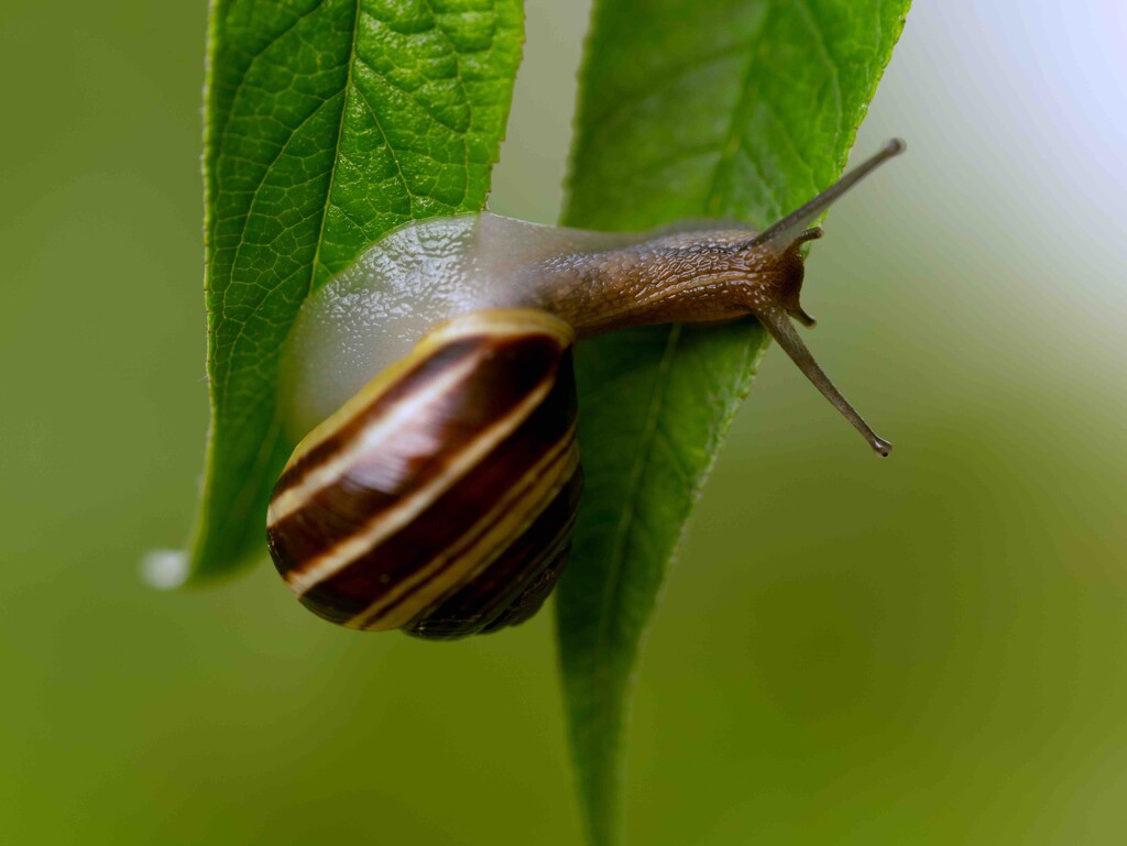 Snail  by moonbi