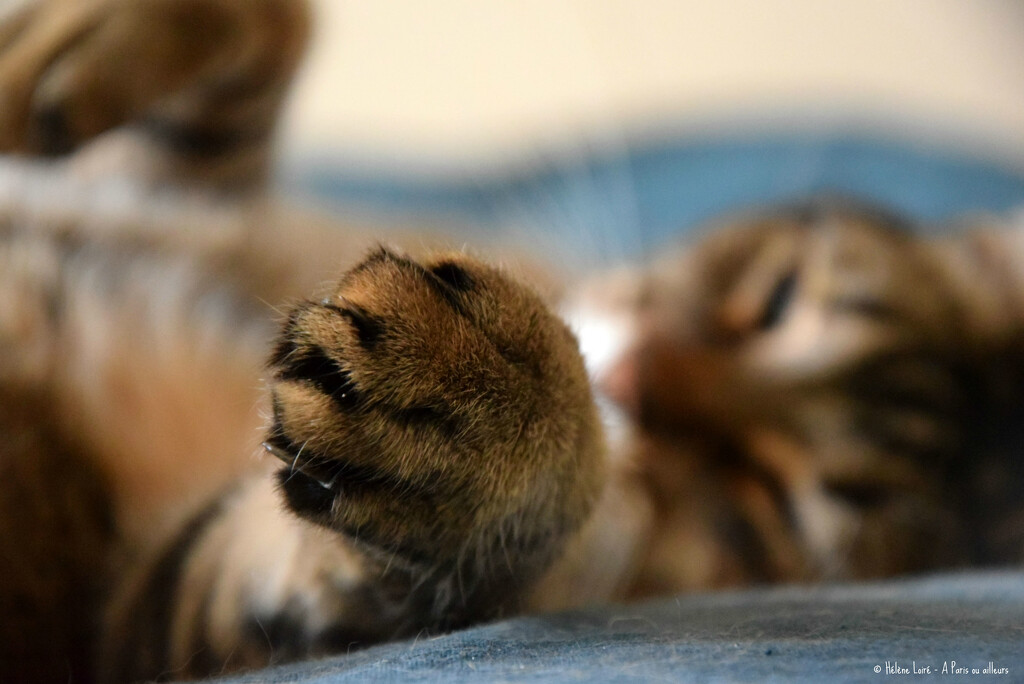 one paw by parisouailleurs