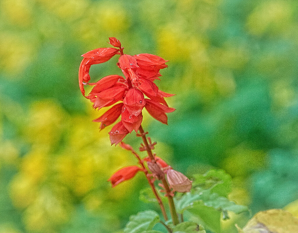 Red Salvia by gardencat