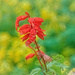 Red Salvia by gardencat