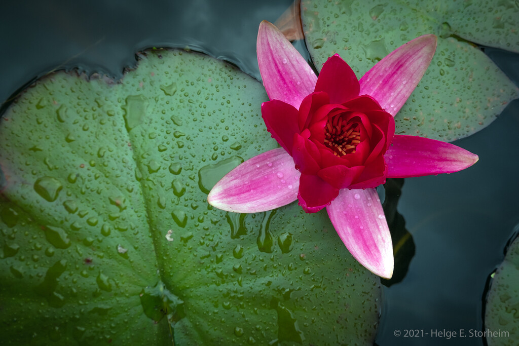 Water lily by helstor365