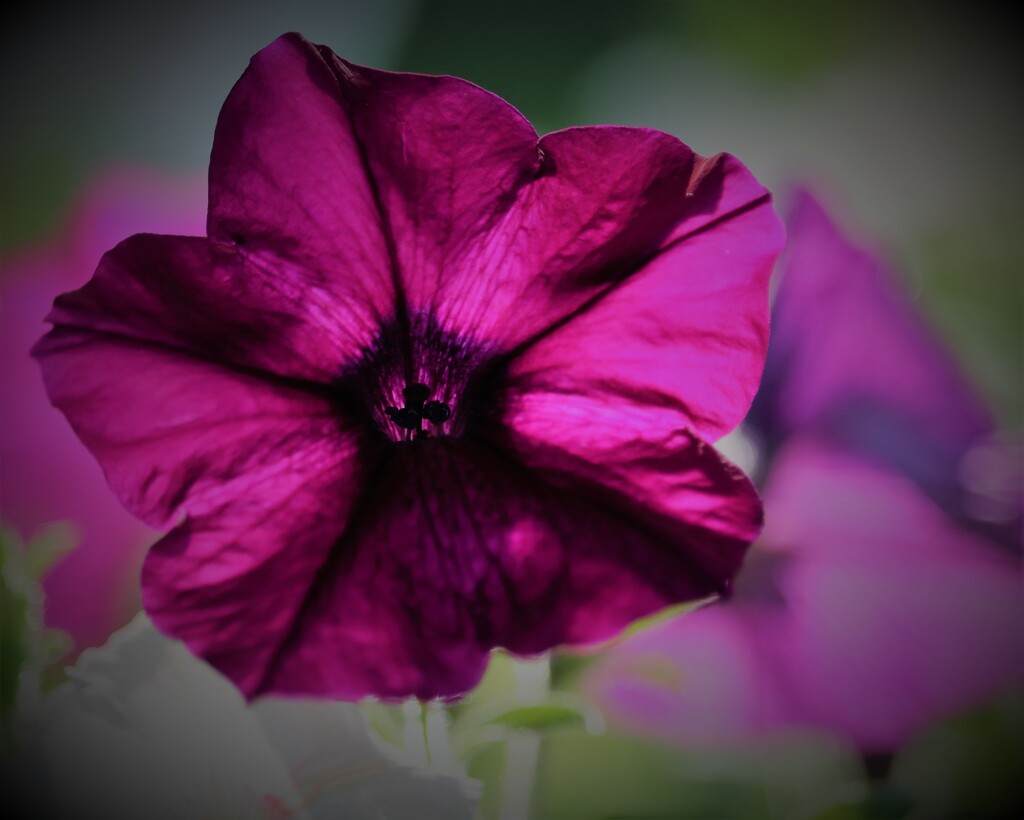 July 8: Petunia by daisymiller