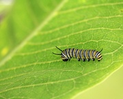 10th Jul 2021 - July 10: Monarch butterfly caterpillar