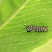 July 10: Monarch butterfly caterpillar by daisymiller