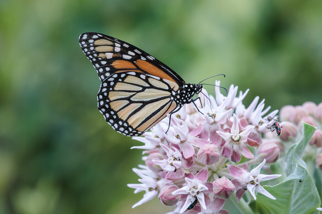milkweed with monarch by aecasey
