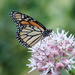 milkweed with monarch by aecasey