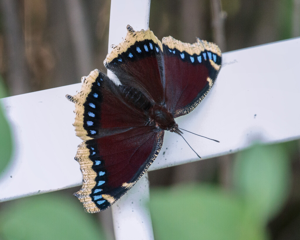 mourning cloak by aecasey