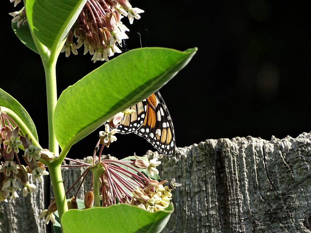 Monarch on Milkweed by brillomick