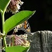Monarch on Milkweed by brillomick