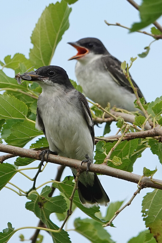 Eastern Kingbirds by annepann