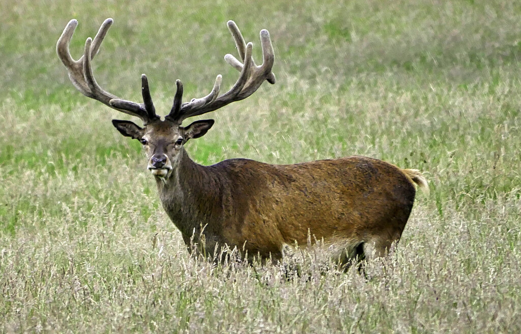 Deer by tonygig